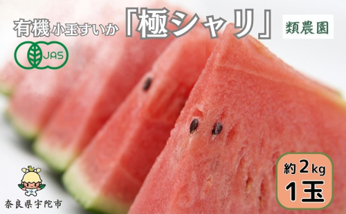 ＜予約販売＞【7月下旬〜8月上旬出荷】有機小玉すいか　「極シャリ」約2kg／ふるさと納税 有機 小玉すいか 極シャリ 贈答 ギフト お盆 お供え デザート おいしい 奈良県 宇陀市 類農園
 2080039 - 奈良県宇陀市