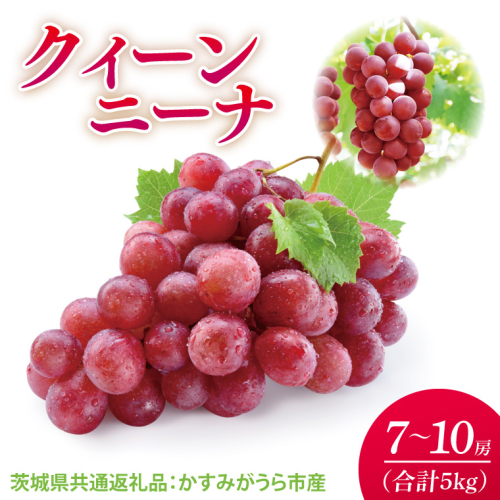 【先行予約】【2025年9月より発送開始】クインニーナ 5kg（7〜10房）（茨城県共通返礼品：かすみがうら市産）|葡萄 ぶどう ブドウ 果物 くだもの フルーツ 数量限定 かすみがうら市産 共通返礼品 茨城県 大子町(CD162) 2080447 - 茨城県大子町