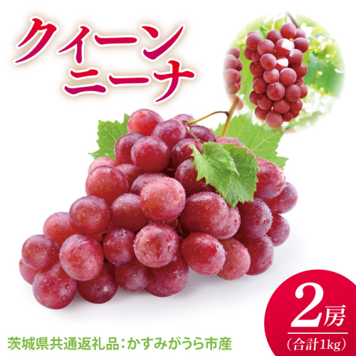 【先行予約】【2025年9月より発送開始】クインニーナ 500g×2房（茨城県共通返礼品：かすみがうら市産）|葡萄 ぶどう ブドウ 果物 くだもの フルーツ 数量限定 かすみがうら市産 共通返礼品 茨城県 大子町（CD163） 2080449 - 茨城県大子町