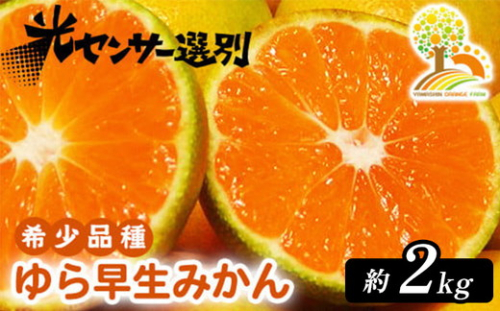ゆら早生 みかん 濃厚な味わい 約2kg 希少品種《有機質肥料100％》極早生 ｜ 由良 ゆら 早生 わせ 柑橘 果物 くだもの フルーツ 和歌山 有田 ※2025年10月上旬～10月下旬頃に順次発送予定 ※北海道・沖縄・離島への配送不可 2083329 - 和歌山県美浜町