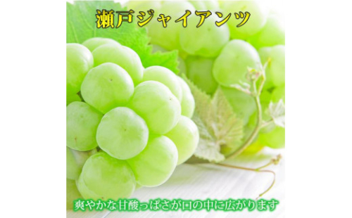 紀州かつらぎ山の瀬戸ジャイアンツ 約2kg［2025年8月中旬以降発送予定］［UT30］ 2083393 - 和歌山県那智勝浦町