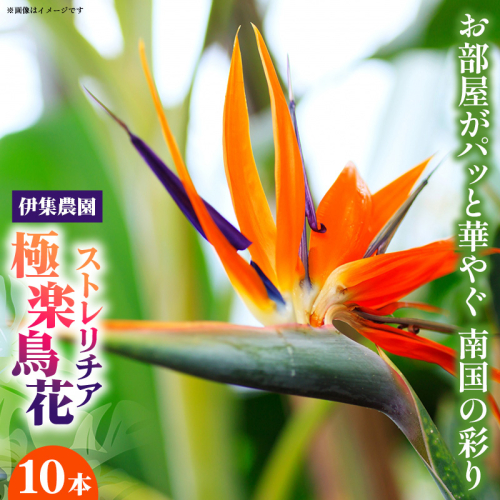 伊集農園がお届けする 極楽鳥花（ストレリチア）（約10本入り）- 産地直送 沖縄県産 生花 エキゾチック 贈り物 花 フラワー 新鮮 インテリア 沖縄県 八重瀬町 2083635 - 沖縄県八重瀬町