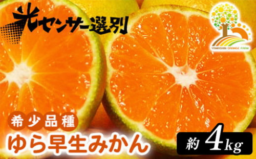 ゆら早生 みかん 濃厚な味わい 約4kg 希少品種《有機質肥料100％》極早生 ｜ 由良 ゆら 早生 わせ 柑橘 果物 くだもの フルーツ 和歌山 有田 ※2025年10月上旬～10月下旬頃に順次発送予定 ※北海道・沖縄・離島への配送不可 2084454 - 和歌山県美浜町