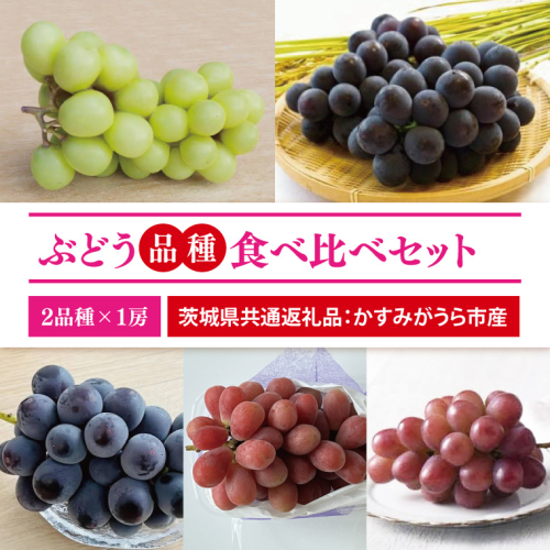 【先行予約】【2025年9月より発送開始】ぶどう2品種食べ比べ 各1房ずつ（茨城県共通返礼品：かすみがうら市産）|葡萄 ぶどう ブドウ 果物 くだもの フルーツ 数量限定 かすみがうら市産 共通返礼品 茨城県 大子町（CD170） 2084760 - 茨城県大子町