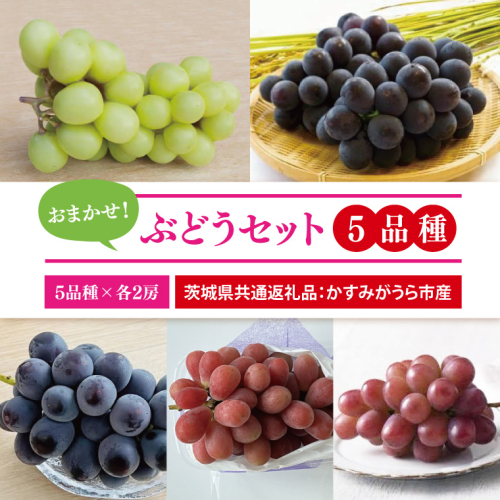 【先行予約】【2025年9月より発送開始】おまかせ！ぶどうセット 5品種×各2房（茨城県共通返礼品：かすみがうら市産）|葡萄 ぶどう ブドウ 果物 くだもの フルーツ シャインマスカット ピオーネ 巨峰 我が道 ゴルビー 数量限定 かすみがうら市産 共通返礼品 茨城県 大子町（CD171） 2084761 - 茨城県大子町