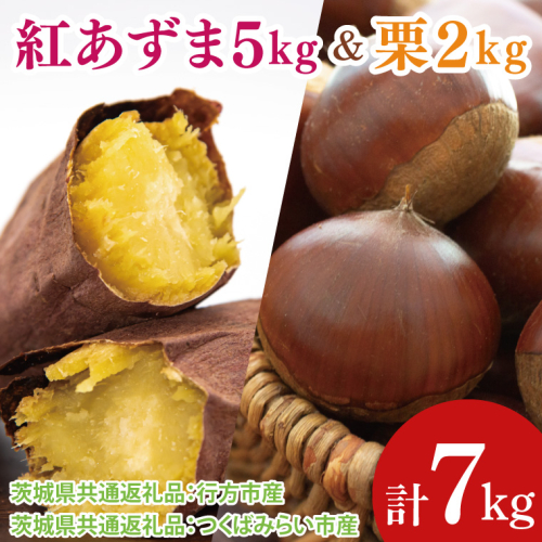 【先行予約】【2025年9月より順次発送】紅あずま5kg と 栗2kg（茨城県共通返礼品：行方市、つくばみらい市）｜さつまいも サツマイモ べにあずま くり セット 数量限定 茨城県 大子町（CD122） 2084763 - 茨城県大子町
