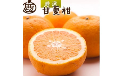 ＜4月より発送＞ 厳選 甘夏柑3kg+90g（傷み補償分）初夏のみかん・旬の果物 有田産 光センサー食べ頃出荷 2084942 - 和歌山県有田川町