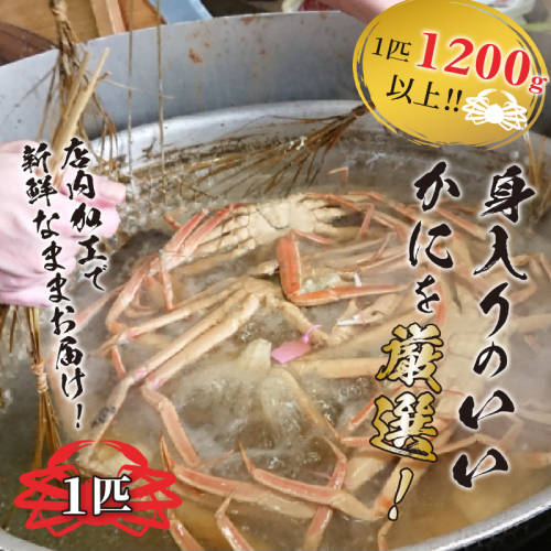 冬の旬松葉かに（山陰沖）京丹後の地元魚屋　特選茹で松葉かに　１２００ｇ以上１匹
 2085612 - 京都府京丹後市