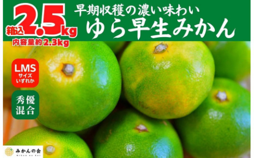 ゆら早生 みかん 箱入2.5kg (内容量2.3kg) SMLサイズのいずれか 秀品 優品 混合 有田みかん 和歌山県産 【みかんの会】 2086839 - 和歌山県有田川町