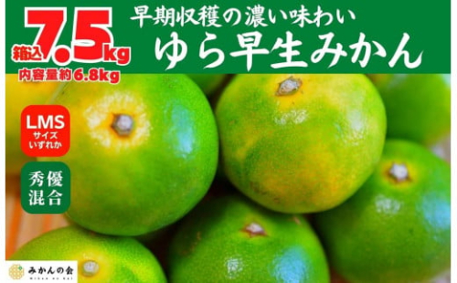 ゆら早生 みかん 箱入7.5kg (内容量 6.8kg) SMLサイズのいずれか 秀品 優品 混合 有田みかん 和歌山県産 【みかんの会】 2086968 - 和歌山県有田川町