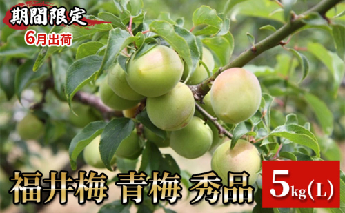 【期間限定・6月出荷】福井梅 青梅 秀品 5kg L 梅酒用 梅シロップ用 梅干し用 剣先 紅映 新平太夫 2087791 - 福井県おおい町