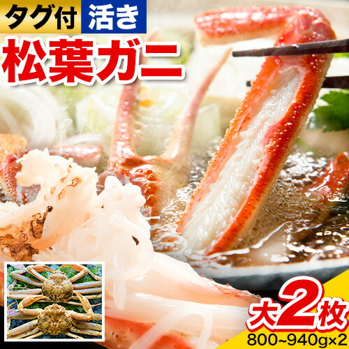 【活き】タグ付き松葉ガニ 大2枚入り(1枚あたり800～940g) 高間商店《11月中旬-3月下旬頃出荷》鳥取県 八頭町 送料無料 カニ 蟹 松葉ガニ タグ付き ブランド 2091204 - 鳥取県八頭町