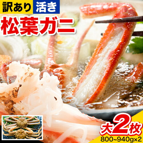 【活き】訳あり 松葉ガニ 大 2枚(1枚/800～940g前後) 高間商店《2026年11月中旬-3月下旬頃出荷》鳥取県 八頭町 送料無料 カニ 蟹 かに 訳あり 鍋 珍味 冬 グルメ ズワイガニ 2091206 - 鳥取県八頭町