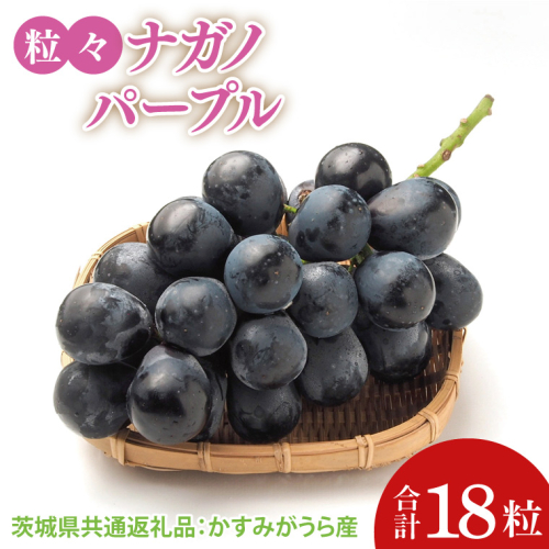 【先行予約】【2025年8月より発送開始】粒々ぶどう18粒ナガノパープル（茨城県共通返礼品：かすみがうら市産）|葡萄 ぶどう ブドウ 果物 くだもの フルーツ ナガノパープル 数量限定 かすみがうら市産 共通返礼品 茨城県 大子町（CD164） 2091350 - 茨城県大子町