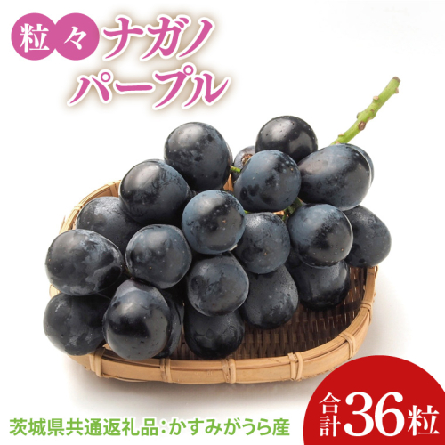 【先行予約】【2025年8月より発送開始】粒々ぶどう36粒ナガノパープル（茨城県共通返礼品：かすみがうら市産）|葡萄 ぶどう ブドウ 果物 くだもの フルーツ ナガノパープル 数量限定 かすみがうら市産 共通返礼品 茨城県 大子町（CD165） 2091353 - 茨城県大子町