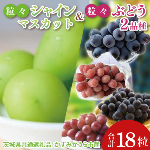 【先行予約】【2025年8月より発送開始】粒々ぶどう36粒シャインマスカットとぶどう1品種（茨城県共通返礼品：かすみがうら市産）|葡萄 ぶどう ブドウ 果物 くだもの フルーツ シャインマスカット 数量限定 かすみがうら市産 共通返礼品 茨城県 大子町（CD168） 2091361 - 茨城県大子町