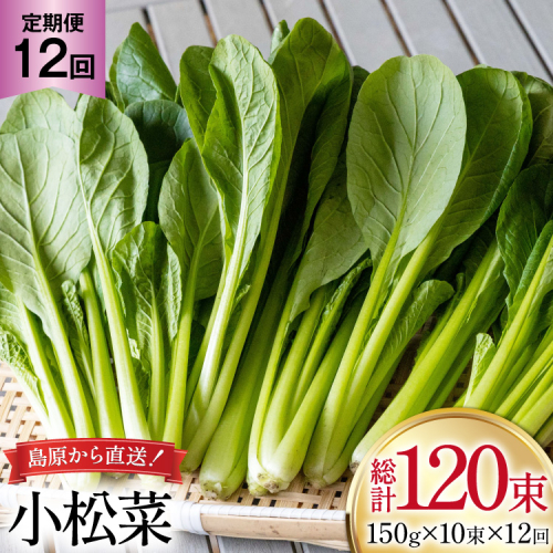 AI331 定期便 12回 小松菜 10束 [ 野菜 こまつな やさい 冷蔵 葉物野菜 田中農園 長崎県 島原市 ] 2091677 - 長崎県島原市