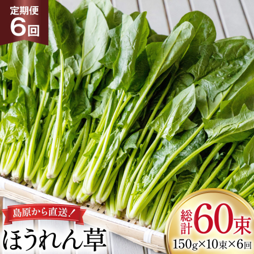 AI324 定期便 6回 ほうれん草 10束 [ 野菜 ホウレン草 やさい ホウレンソウ 冷蔵 葉物野菜 田中農園 長崎県 島原市 ] 2091728 - 長崎県島原市