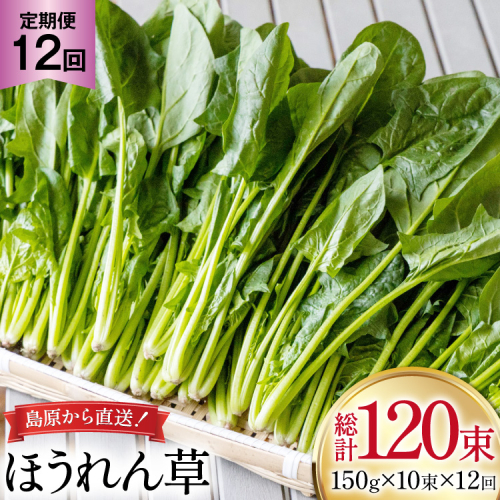 AI325 定期便 12回 ほうれん草 10束 [ 野菜 ホウレン草 やさい ホウレンソウ 冷蔵 葉物野菜 田中農園 長崎県 島原市 ] 2091732 - 長崎県島原市