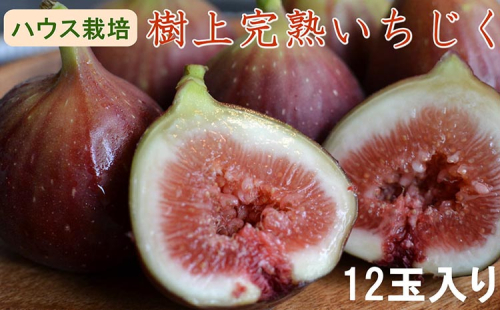 【ハウス栽培】和歌山県産樹上完熟いちじく12玉入り ※2025年8月上旬～10月上旬頃に順次発送予定 ※北海道・沖縄・離島への配送不可 2092794 - 和歌山県美浜町