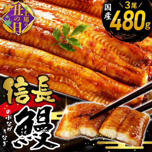 【7/19土用の丑の日】【数量限定】国産 信長鰻 160g×3尾【大サイズ 合計480g 蒲焼き 無頭 うなぎ 鰻 ウナギ ひつまぶし タレ 冷凍】 015B360c 2094661 - 大阪府泉佐野市