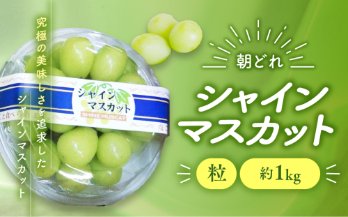 贅沢な甘さと上品な香り、瑞々しい果汁が口いっぱいに広がるシャインマスカットです
【2025年分発送】 ご家庭用 訳あり シャインマスカット 粒 1kg 減農薬 先行予約 先行 予約 山梨県産 国産 産地直送 人気 おすすめ 贈答 ギフト お取り寄せ フルーツ 果物 くだもの ぶどう ブドウ 葡萄 シャイン シャインマスカット わけあり ワケアリ 新鮮 甘い 皮ごと 山梨 甲斐市 AV-29 2097742 - 山梨県甲斐市