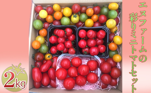 鈴鹿山系の地下水で育てた エヌファームの彩りミニトマトセット 2kg トマト とまと 野菜 プチぷよ ほれまる アイコ 詰め合わせ バラエティーセット 華クイン こだわり ミネラル 濃厚  212062 - 滋賀県甲良町