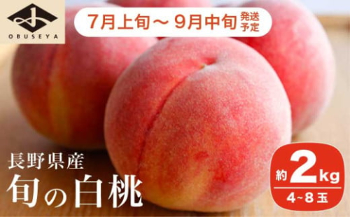 旬の白桃 約2kg 4～8玉 ［小布施屋］ 白桃 桃 もも モモ フルーツ 果物 クール便 冷蔵便 長野県産 信州産 期間限定 数量限定  たまき なつき あかつき 川中島白鳳 川中島白桃など 先行予約 2025 令和7年産 【2025年7月上旬～9月中旬発送】 ［H-76］