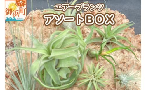 南紀グリーンハウスのエアープランツアソートBOX【エアープランツ プランツ ティランジア 詰め合わせ 観葉植物 植物 エアプランツ 園芸 インテリア ギフト セット 三重県 御浜町 】
