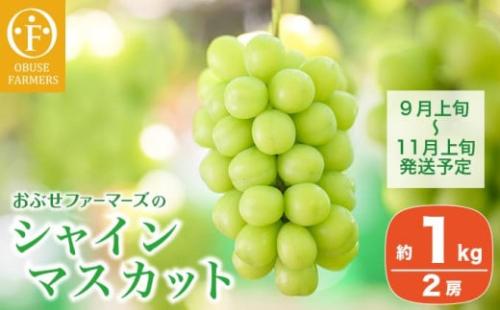 シャインマスカット 約1kg 2房 ［おぶせファーマーズ］ 果物 フルーツ ぶどう 葡萄 数量限定 先行予約 長野 信州 令和7年産 【2025年9月上旬〜11月上旬発送】  [F-26]