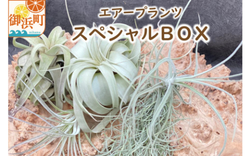 南紀グリーンハウスのエアープランツスペシャルBOX【エアープランツ プランツ ティランジア 詰め合わせ 観葉植物 植物 エアプランツ 園芸 インテリア ギフト セット 三重県 御浜町 】