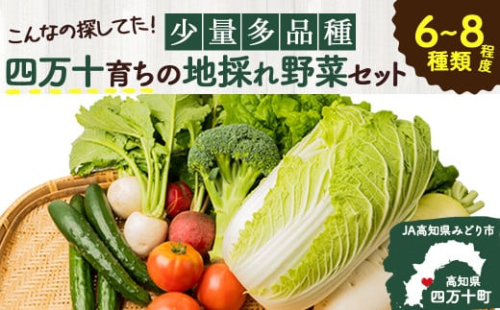 【少量多品種】 四万十育ちの地採れ 野菜セット （6～8種類）Qjs-A21 野菜便  やさい 国産野菜  詰め合わせ 季節 フレッシュ 旬 （しょうが にら ピーマン トマト きゅうり せり しいたけ ほうれん草 菜の花 えんどう豆 なす みょうが かぼちゃ 大根）などから7種類前後をチョイス 何が入っているかは季節毎のお楽しみ　