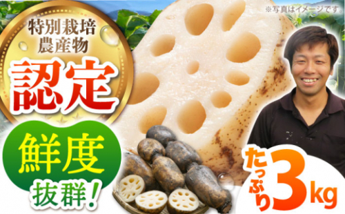 【先行予約】【特別栽培農産物 認定】＜地元江北町産＞ 泥付き 蓮根 3kg【百武青果】 [HAE001] 蓮根 れんこん レンコン