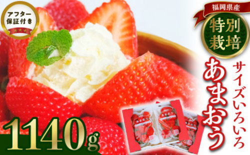 うるう農園のあまおうサイズ色々 4パック（1140g）_サイズ色々 特別栽培認証 あまおう 苺 4パック 計 1140g うるう農園 安心 安全 Mサイズ 特大 グランデサイズ 福岡限定 ブランド苺 フルーツ 果物 ジャム ムース スイーツ 採れたて 農家直送 クール便 国産 お取り寄せ 福岡県 久留米市 送料無料_Fi009
