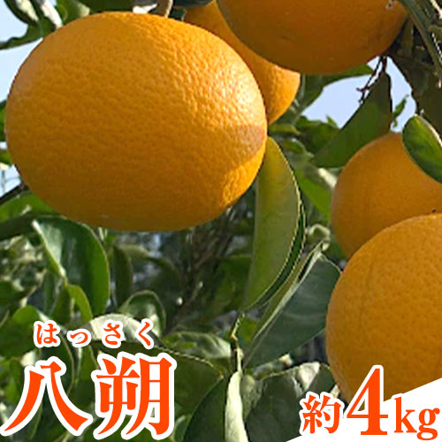 先行予約 和歌山県産 八朔(はっさく) 約4kg 前商店《2026年1月上旬-3月末頃出荷》産地直送 柑橘 八朔 はっさく ハッサク 343635 - 和歌山県紀の川市