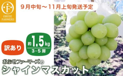 【訳あり】シャインマスカット 約1.5kg  3～5房 ［おぶせファーマーズ］家庭用 果物 フルーツ ぶどう 期間限定 数量限定 規格外 不揃い 傷 令和7年産 【2025年9月中旬～11月下旬発送】［F-42］