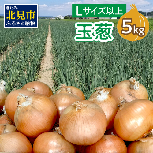 【予約：2025年11月から順次発送】玉葱 5kg Lサイズ以上 ( たまねぎ 玉ねぎ タマネギ 5キロ 野菜 北海道産 ふるさと納税 玉ねぎ生産量日本一 北見市 )【148-0002-2025】 358813 - 北海道北見市
