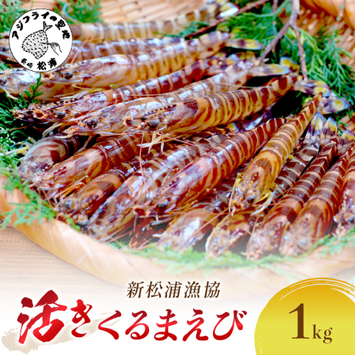 【 先行予約 】【宅配BOX不可】新松浦漁協　活きくるまえび1kg( ふるさと納税 車海老 クルマエビ 車エビ 車えび くるまえび 海老 エビ えび 海鮮 送料無料 活き車えび )【D4-012】 364542 - 長崎県松浦市
