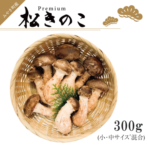 EW013　訳ありお得な高級松きのこサイズ不揃い家庭用300ｇ 382102 - 佐賀県みやき町