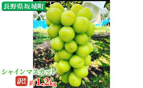 訳あり シャインマスカット 約1.2kg 鈴木果樹園 ぶどう 長野 マスカット ブドウ フルーツ 果物 シャイン【 果物類 】 長野県産 386270 - 長野県坂城町