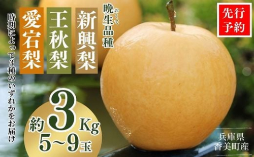 【先行予約】【梨 （新興梨 王秋梨 愛宕梨のいずれか）3kg（5～9玉）】10月中旬から12月下旬にかけて発送 晩生品種（新興・王秋・愛宕）のいずれかを時期によってお届け 梨の一大産地香住からお届け 絶妙な美味さ 大人気 人気 ふるさと納税 返礼品 おすすめ ランキング 国産 香住 果物 フルーツ ナシ なし 和梨 贈答 ギフト 兵庫県 香美町 JAたじま 9000円 12-06