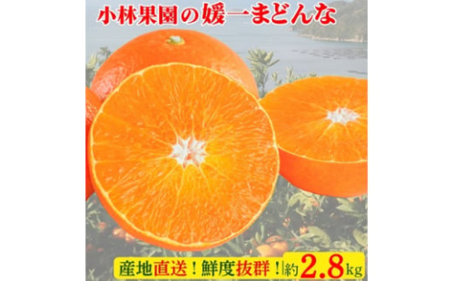 小林果園の媛一まどんな(約2.8kg)＜C24-16＞_ みかん ミカン 蜜柑 柑橘類 柑橘 フルーツ 果物 くだもの まどんな マドンナ 人気 美味しい 愛媛県 八幡浜市 ふるさと 【1124422】