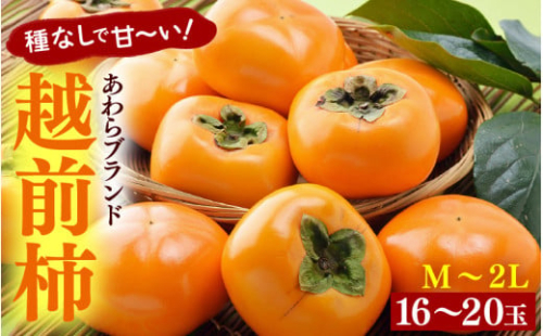 【先行予約】越前柿 16～20玉入 M～2L 《種なしで食べやすく甘い！》 あわらブランド ／ 期間限定 果物 フルーツ 産地直送 旬 お取り寄せ ※2025年10月中旬以降順次発送 [aw003-a006]