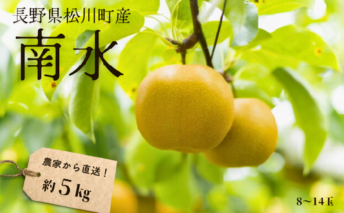 KW06-25A 梨 南水 約5kg（8～14玉）松川町産 贈答 ／9月下旬頃から順次発送予定 // 南信州産 長野県 和梨 なし ナシ 約5㎏ 南水 農家直送 農家支援