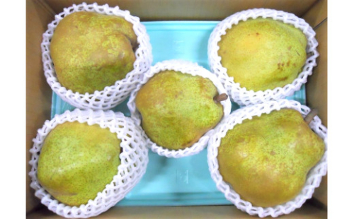 西洋梨（ラ・フランス）　３ｋｇ　大玉　ご家庭用　0017-2517