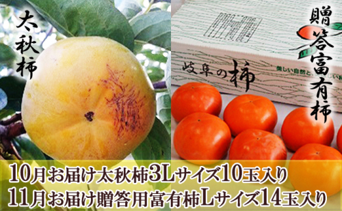 【全2回お届け】太秋柿（10玉）＆贈答富有柿（14玉）食べ比べセット 果物類 果肉 梨 さっぱり サクサク 柔らかい 果汁 糖度 甘い 美味しい 安全 安心 王様  431537 - 岐阜県池田町