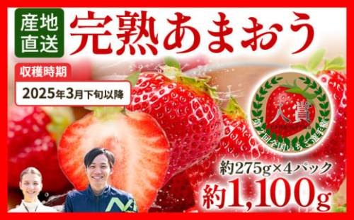 あまおう 約1100g（約275g×4パック） 【先行受付／2026年3月下旬以降順次発送予定】いちご 苺 福岡高級 フルーツ お取り寄せ ご当地グルメ 福岡土産 取り寄せ グルメ 福岡県 食品 社会福祉法人 猪位金福祉会