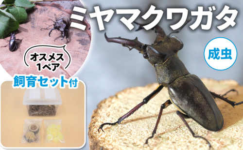 【配送期間は2025年6月下旬～8月上旬に随時配送】ミヤマクワガタ（成虫）オスメス１ペア飼育セット付 生き物 昆虫 男の子 子供 飼育観察 大型 夏休み 自由研究 自然 環境 学習 孫 プレゼント  435730 - 京都府南山城村