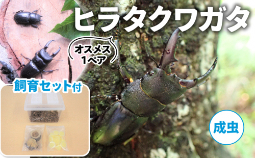【配送期間は2025年6月下旬～8月上旬に随時配送】ヒラタクワガタ（成虫）オスメス１ペア飼育セット付 生き物 昆虫 男の子 子供 飼育観察 大型 夏休み 自由研究 自然 環境 学習 孫 プレゼント  435731 - 京都府南山城村