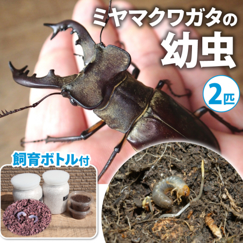 【配送期間は2026年1月下旬～4月上旬に随時配送】ミヤマクワガタ（幼虫・2匹）飼育ボトル付 生き物 昆虫 男の子 子供 飼育観察 大型 夏休み 自由研究 自然 環境 学習 孫 プレゼント  435732 - 京都府南山城村